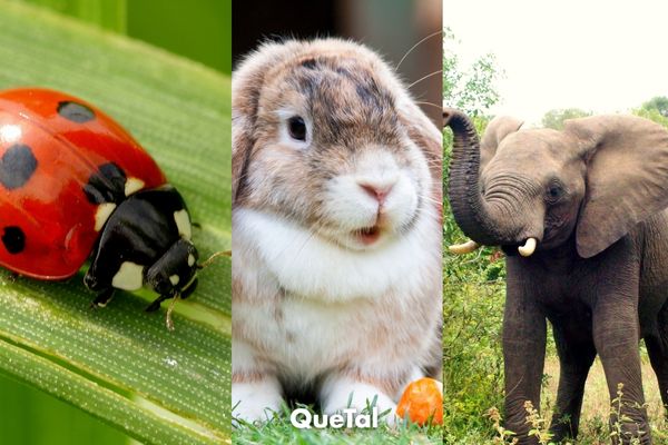 Animales que están relacionados con la buena suerte